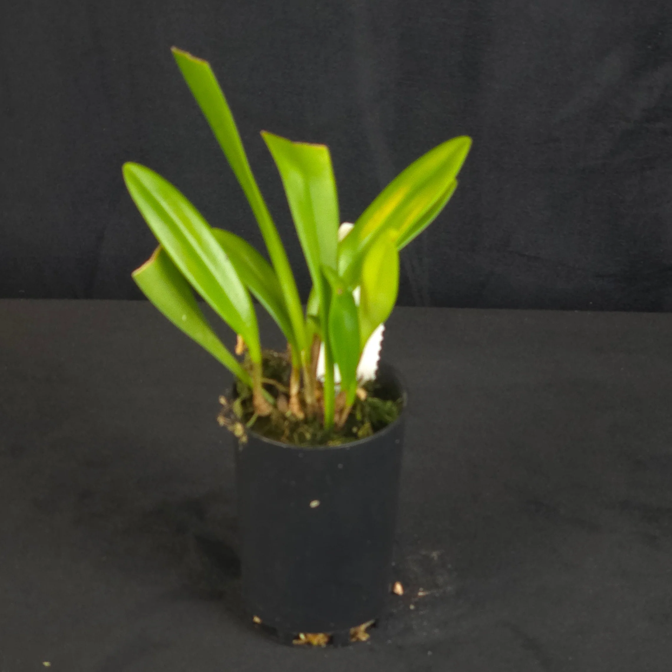Orchids For Sale