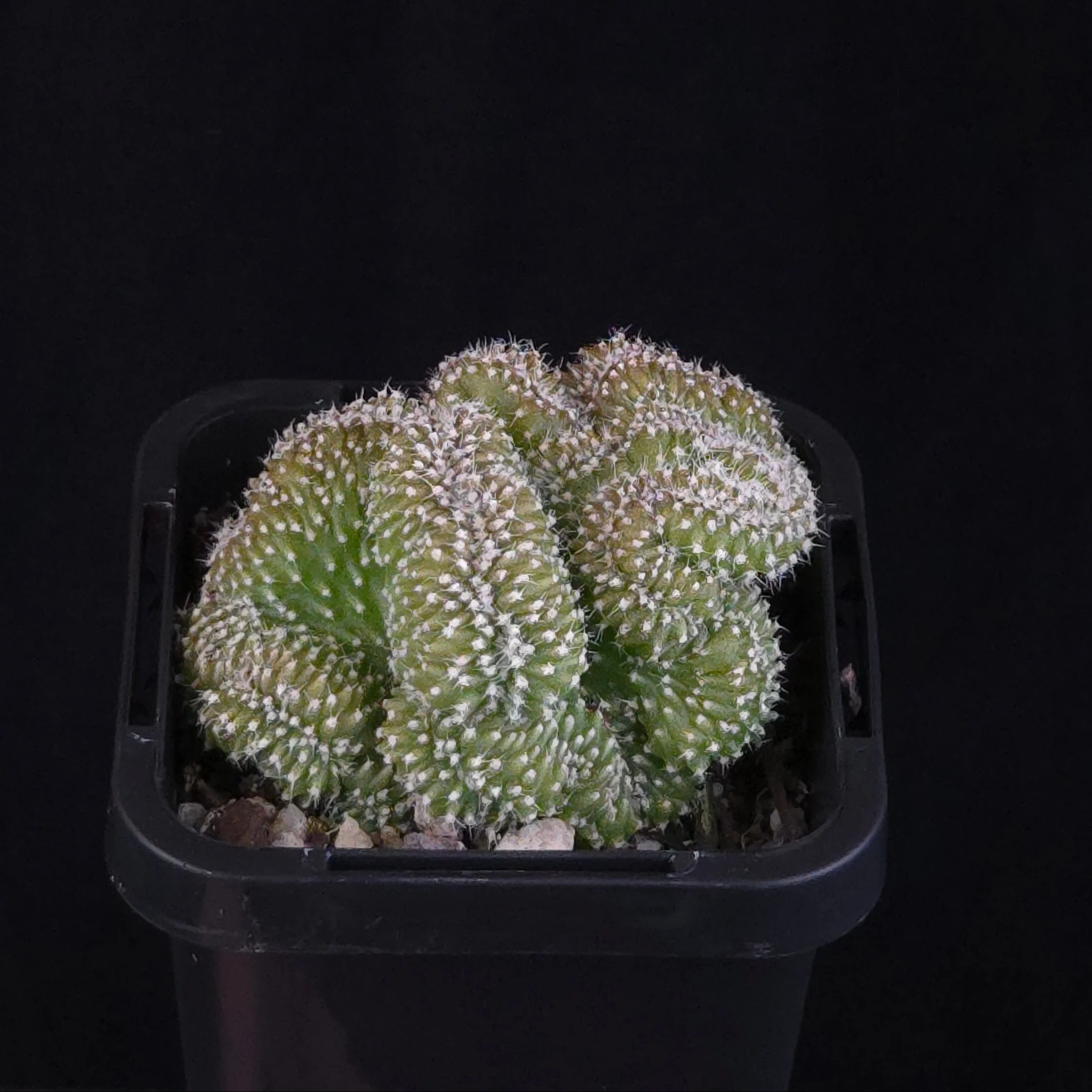 Cacti and Succulents