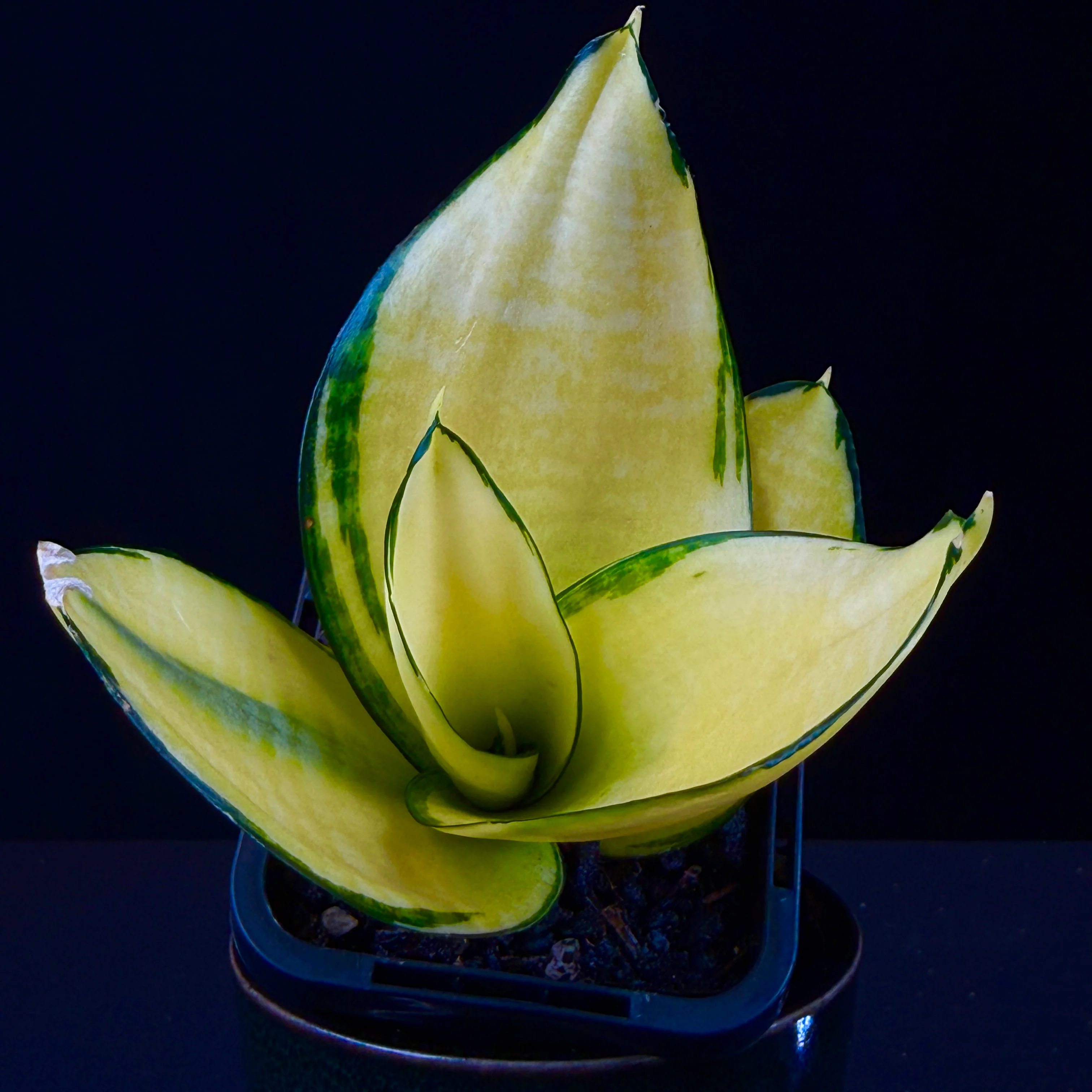 Indoor Plants